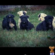 old english bulldog puppy posted by The Northstar kennel